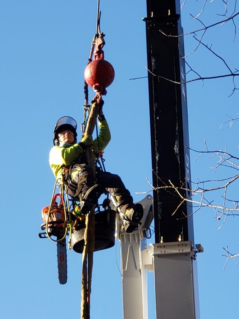 arborist lifted by crane